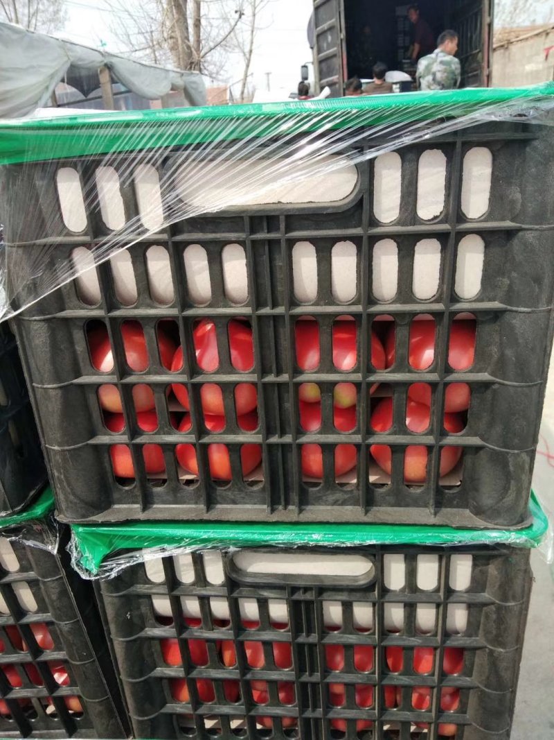 西红柿大量上市欢迎来电咨询常年代收代发各种蔬菜水果