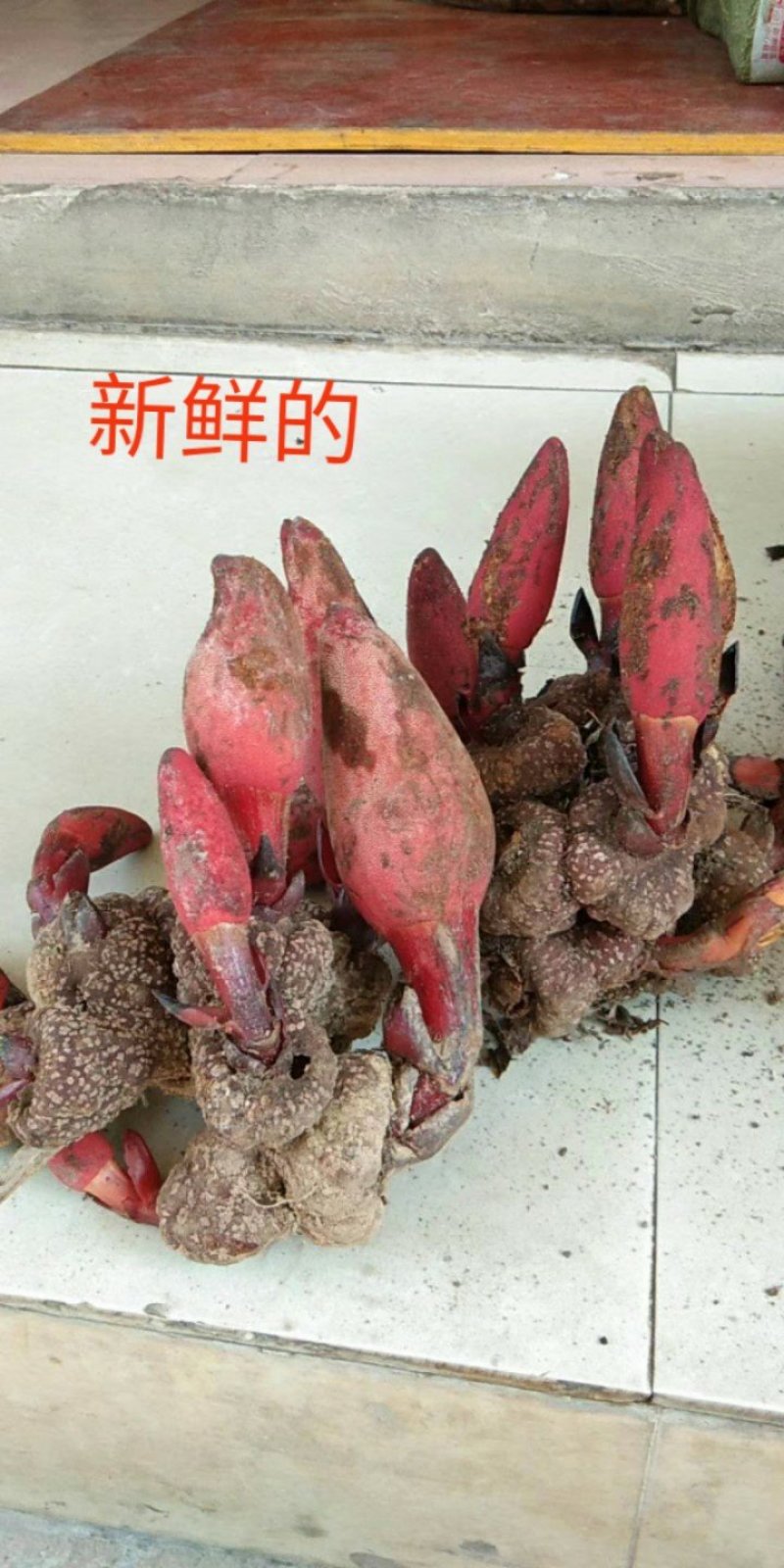 广西金秀大瑶山野生回春草、干货无硫磺