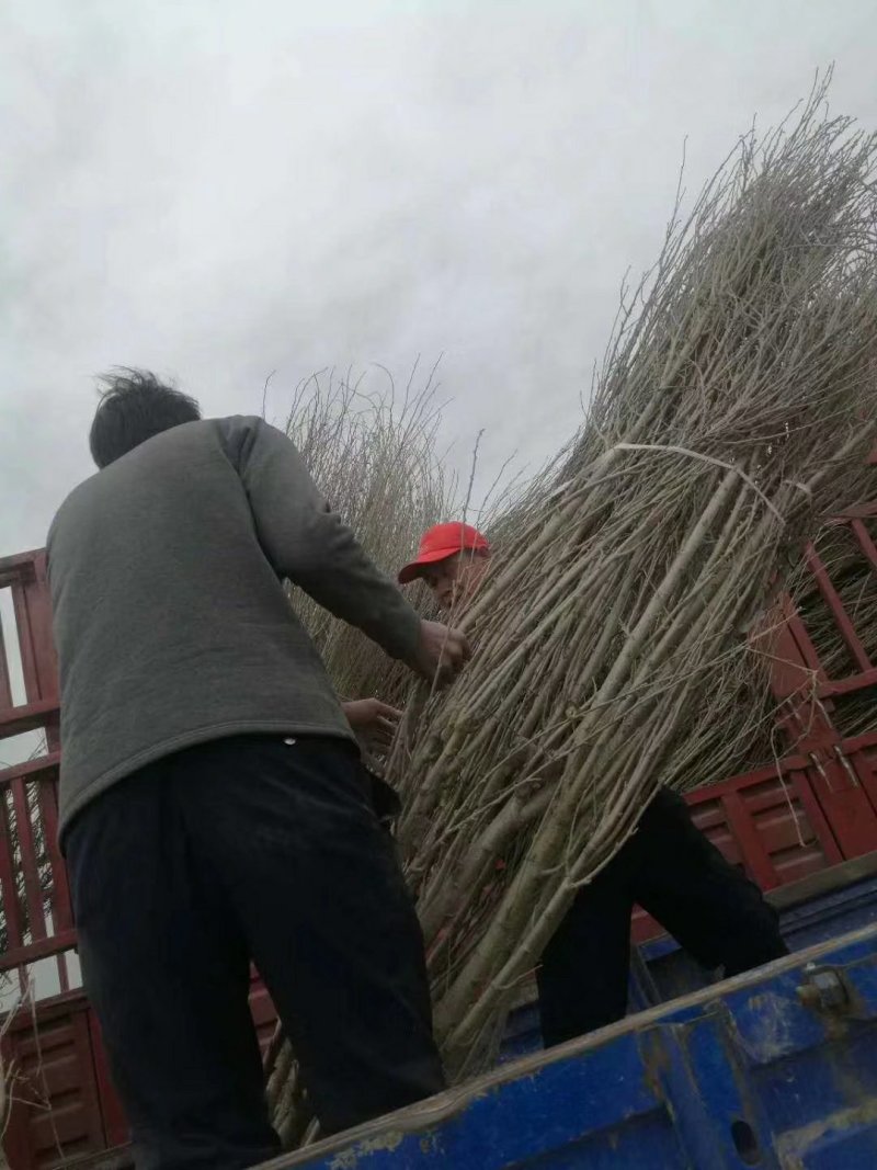 紫荆花