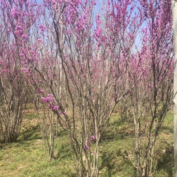 紫荆花