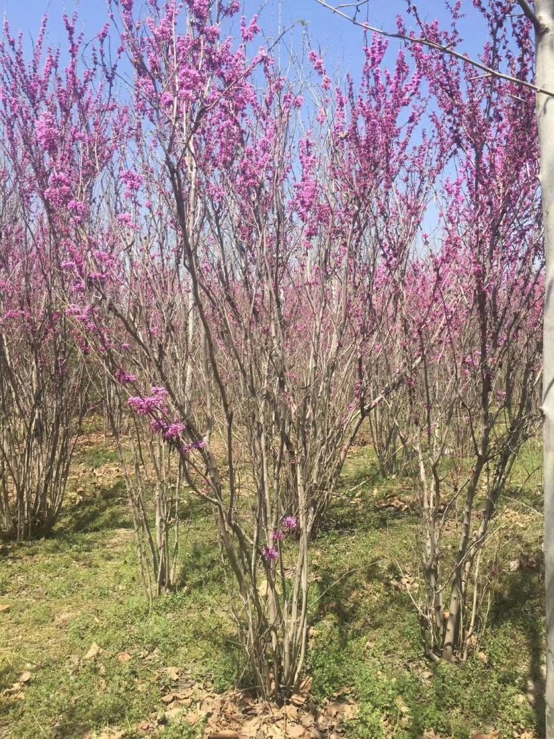 紫荆花