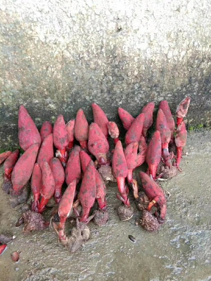 广西金秀大瑶山野生回春草、干货无硫磺