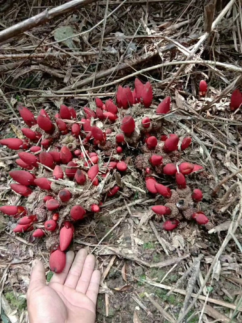 广西金秀大瑶山野生回春草、干货无硫磺