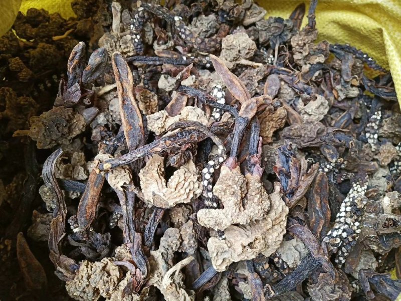 广西金秀大瑶山野生回春草、干货无硫磺