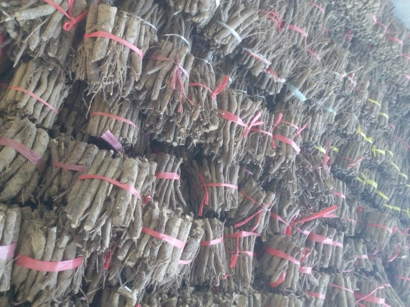 桐树根，泡桐树根河南货源四倍体桐树根基地自销