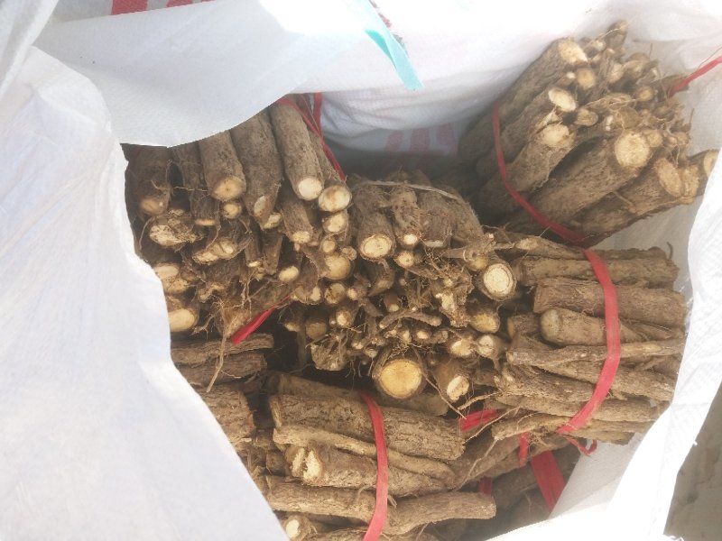 桐树根，泡桐树根河南货源四倍体桐树根基地自销
