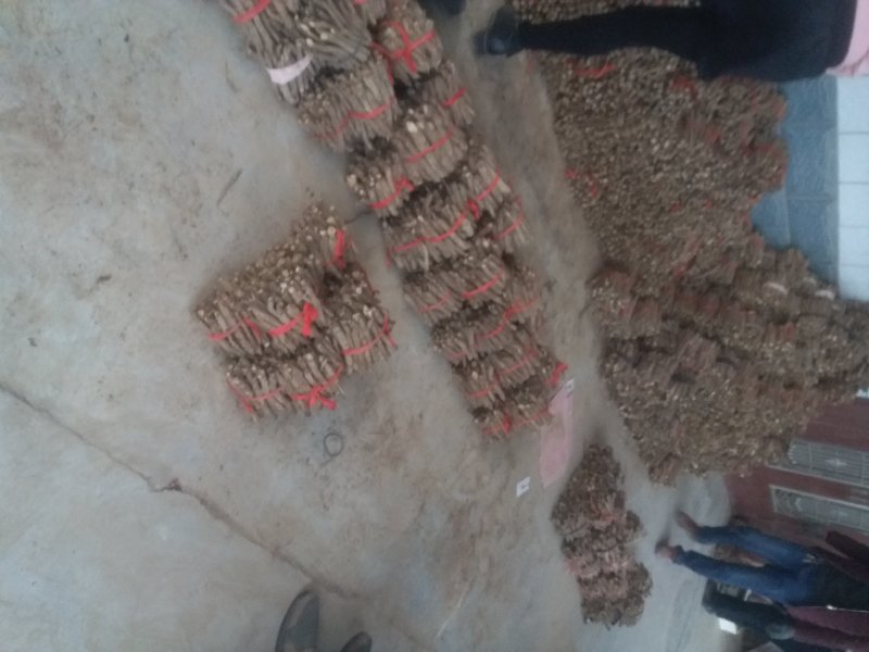 桐树根，泡桐树根河南货源四倍体桐树根基地自销