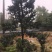 罗汉松