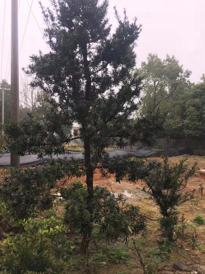 罗汉松
