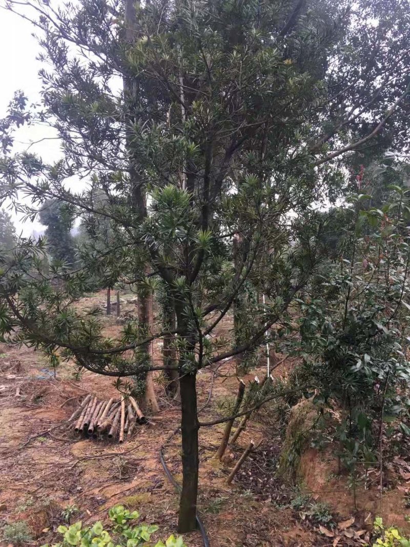 罗汉松