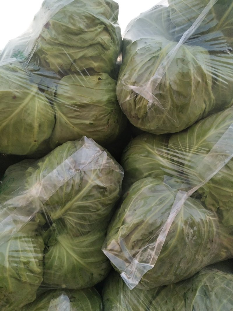 【优选】河北邯郸精品中甘甘蓝货源稳定产区发货价格优惠