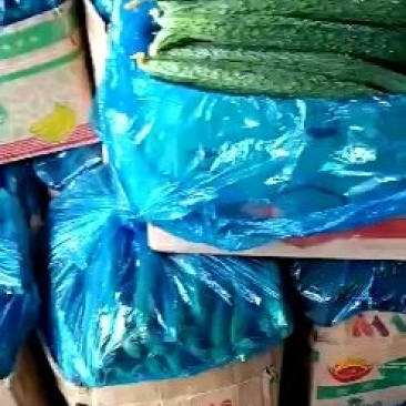 长年代发矮颗白菜～精品黄瓜～无籽美都五一大量上市，需要给
