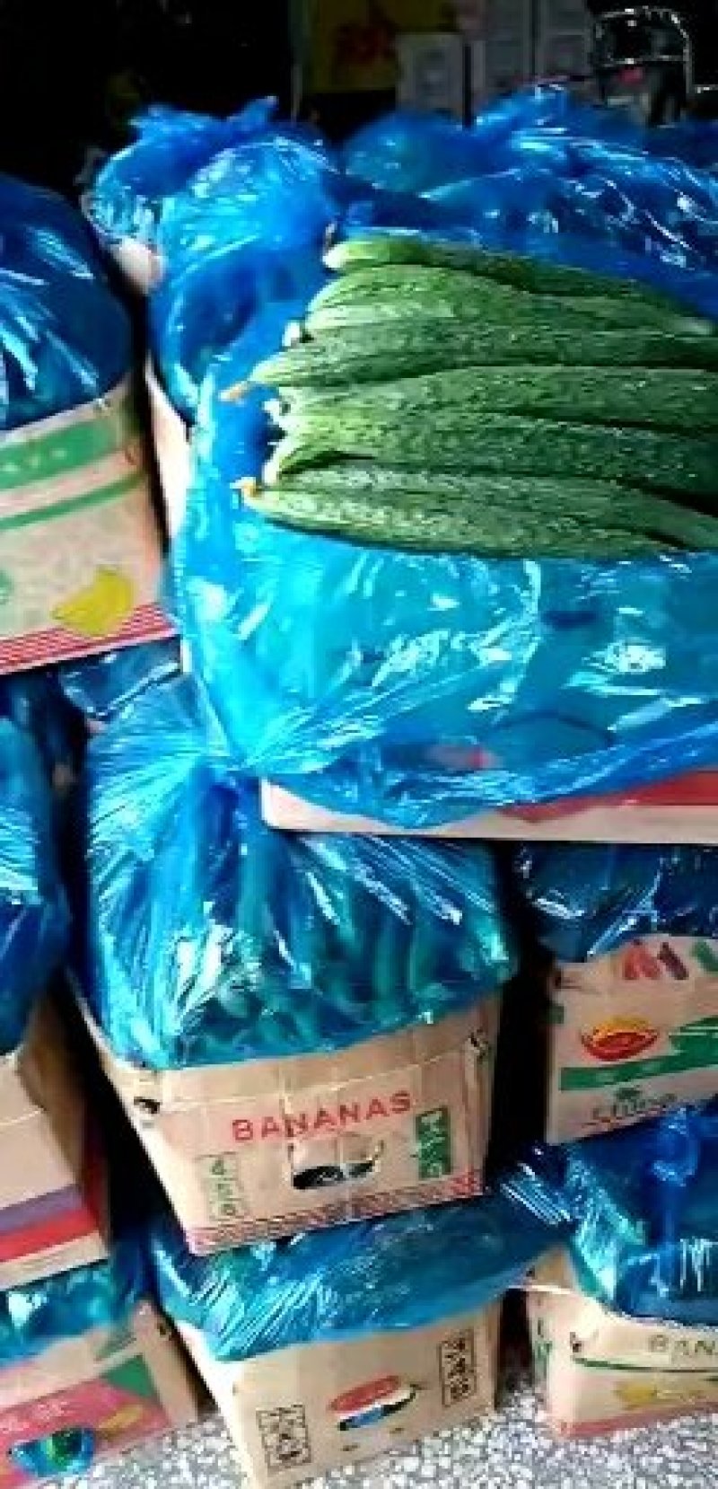 长年代发矮颗白菜～精品黄瓜～无籽美都五一大量上市，需要给