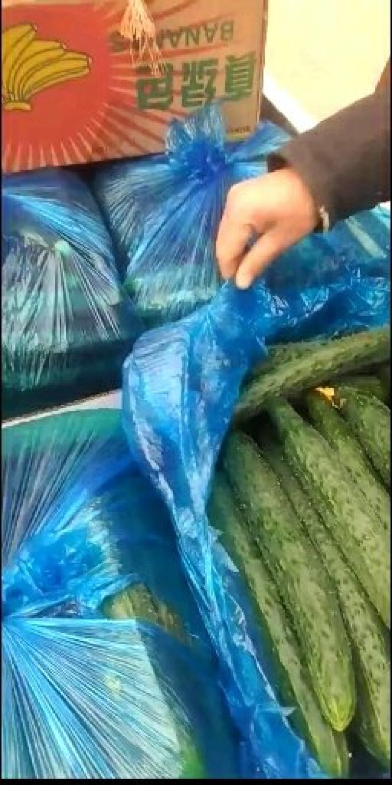 长年代发矮颗白菜～精品黄瓜～无籽美都五一大量上市，需要给