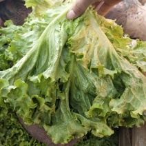 大量供应青叶生菜，黄叶生菜，意大利生菜，和各种叶菜