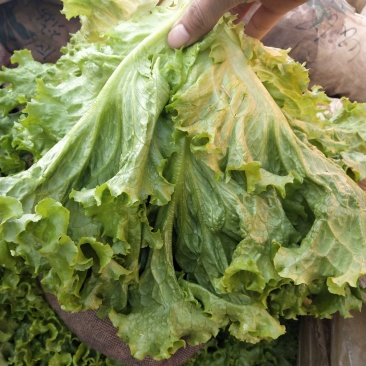 大量供应青叶生菜，黄叶生菜，意大利生菜，和各种叶菜