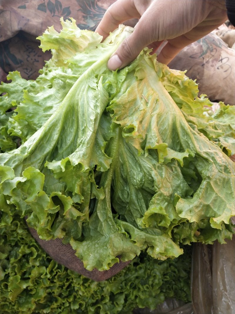 大量供应青叶生菜，黄叶生菜，意大利生菜，和各种叶菜