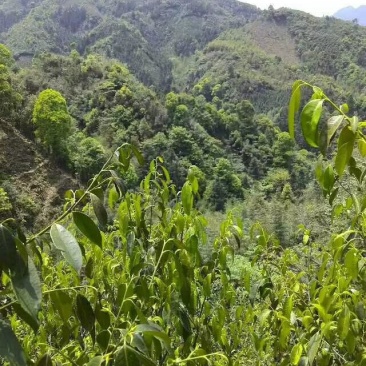 广西金秀大瑶山野生石崖茶、手工茶