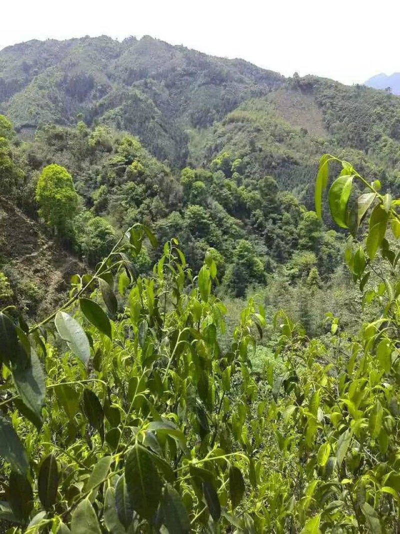 广西金秀大瑶山野生石崖茶、手工茶