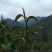 广西金秀大瑶山野生石崖茶、手工茶