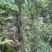 广西金秀大瑶山野生石崖茶、手工茶