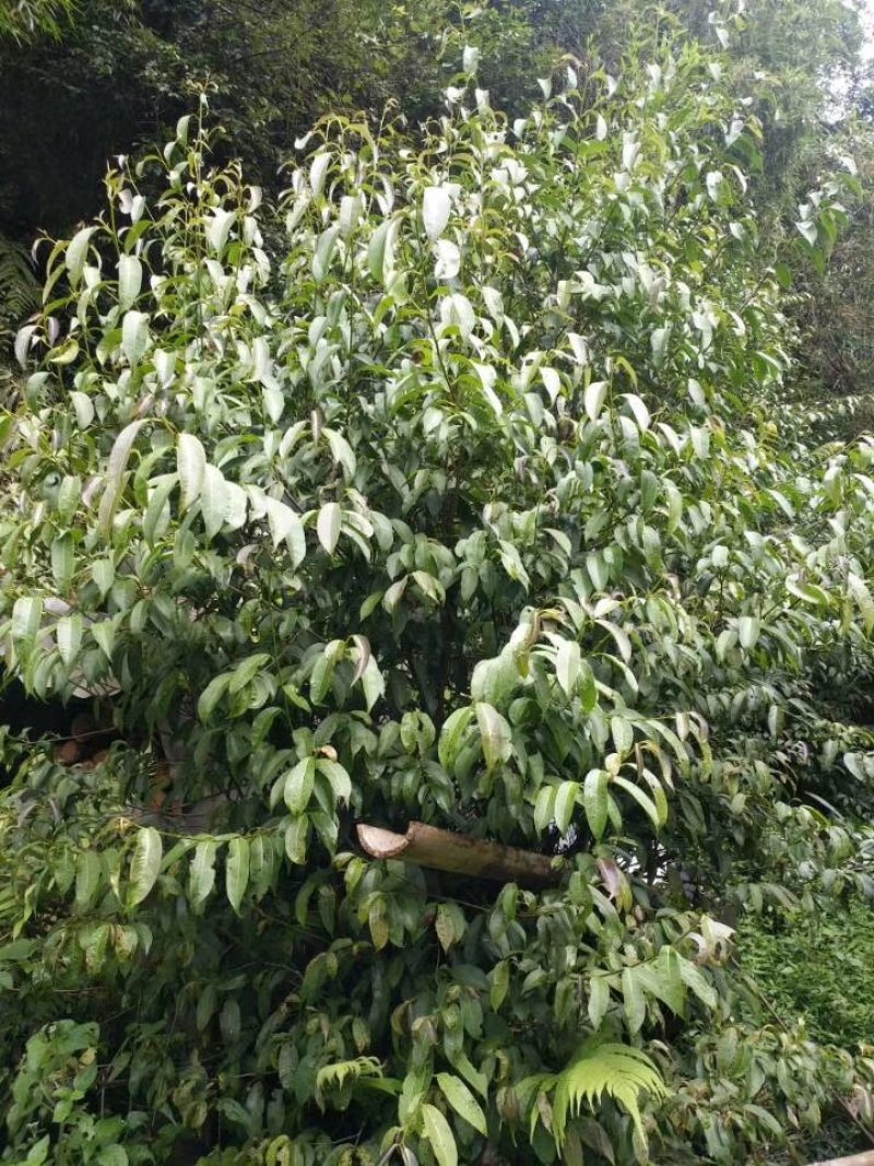 广西金秀大瑶山野生石崖茶、手工茶