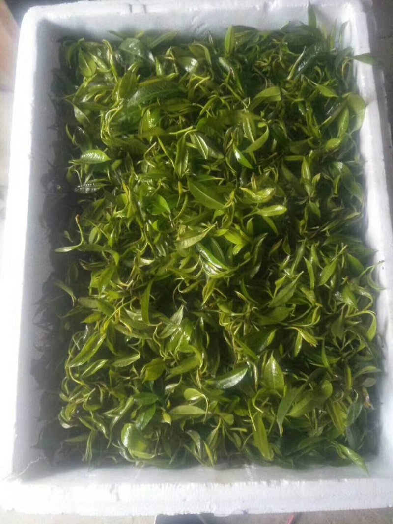 广西金秀大瑶山野生石崖茶、手工茶