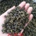 广西金秀大瑶山野生石崖茶、手工茶
