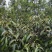 广西金秀大瑶山野生石崖茶、手工茶