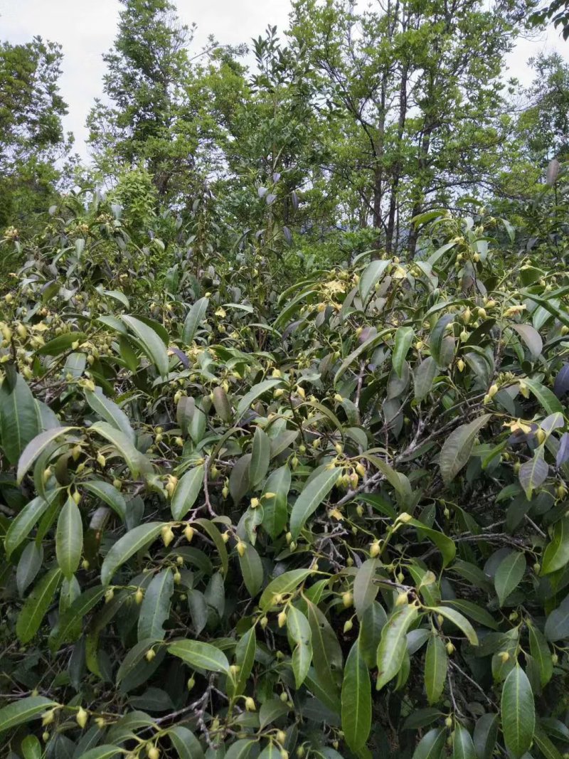 广西金秀大瑶山野生石崖茶、手工茶