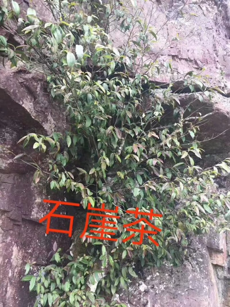 广西金秀大瑶山野生石崖茶、手工茶