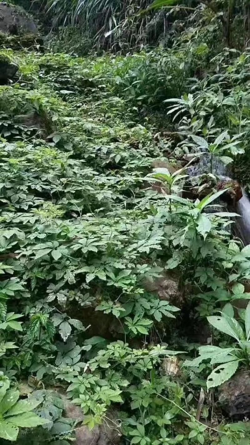 广西金秀大瑶山野生绞股蓝原藤