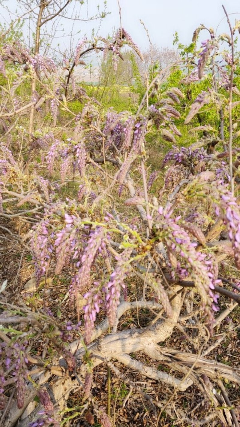 葛花