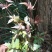 广西金秀大瑶山野生银藤茶霉茶嫩芽头春