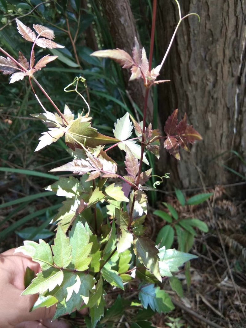 广西金秀大瑶山野生银藤茶霉茶嫩芽头春