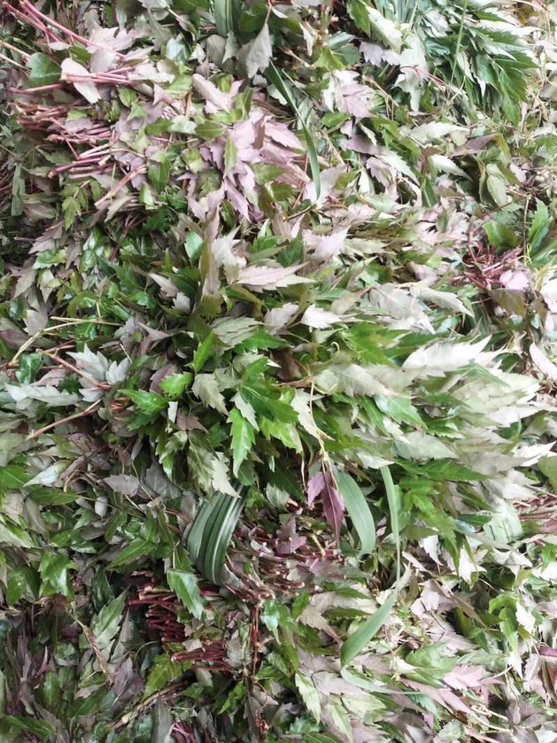 广西金秀大瑶山野生银藤茶霉茶嫩芽头春