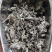 广西金秀大瑶山野生银藤茶霉茶嫩芽头春
