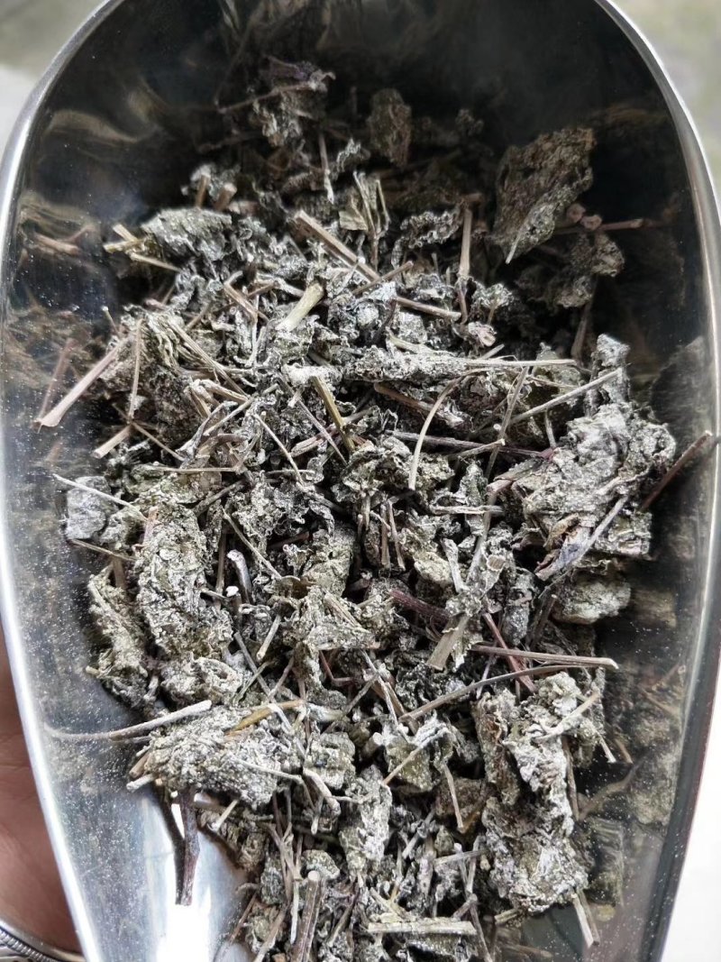 广西金秀大瑶山野生银藤茶霉茶嫩芽头春