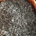 广西金秀大瑶山野生银藤茶霉茶嫩芽头春