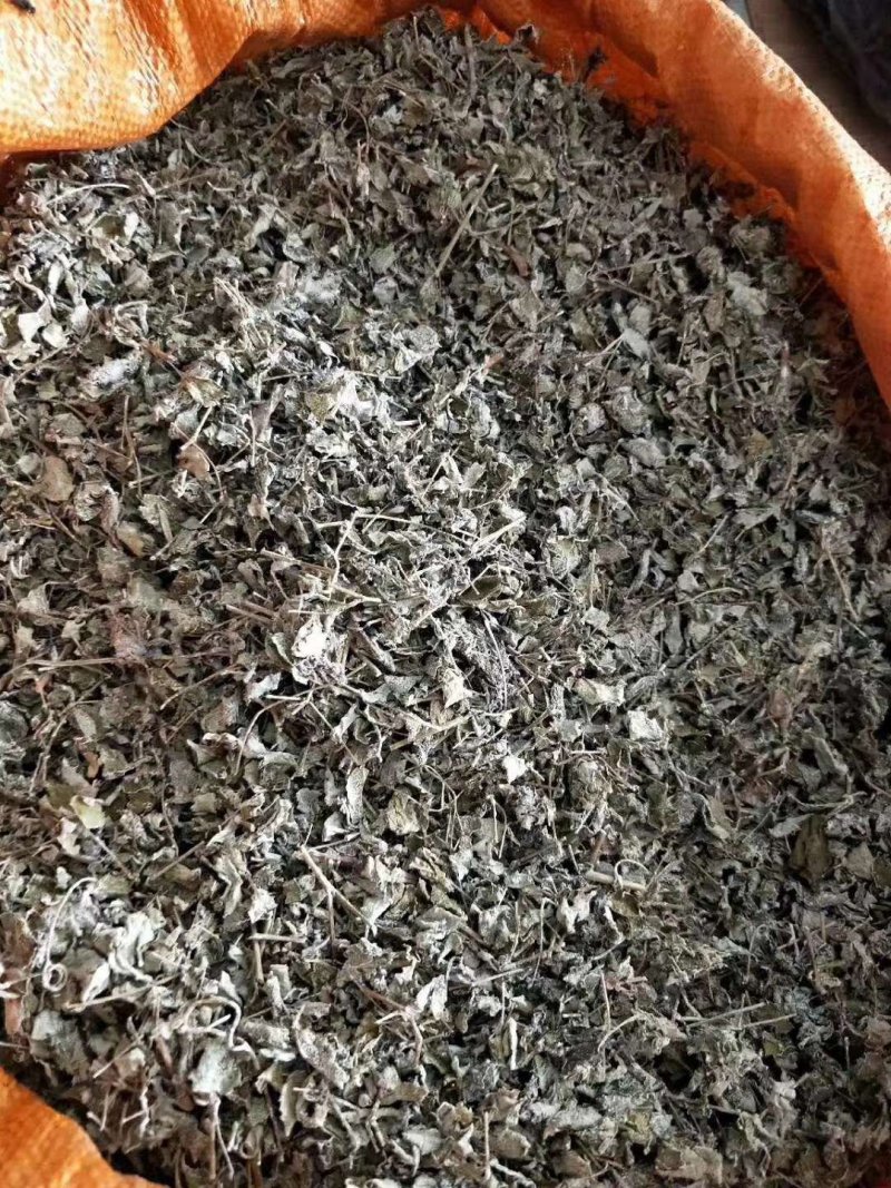 广西金秀大瑶山野生银藤茶霉茶嫩芽头春