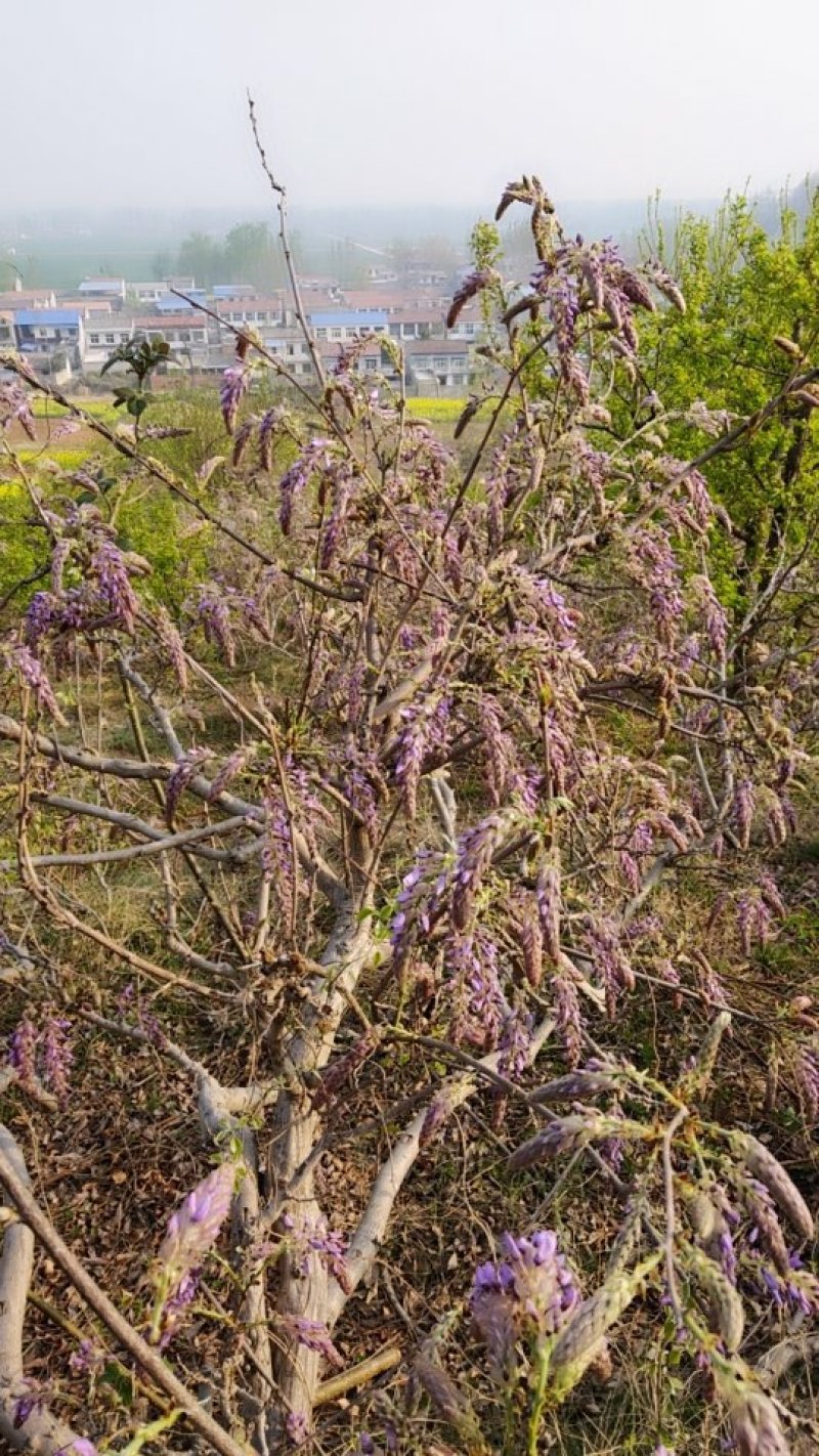 葛花