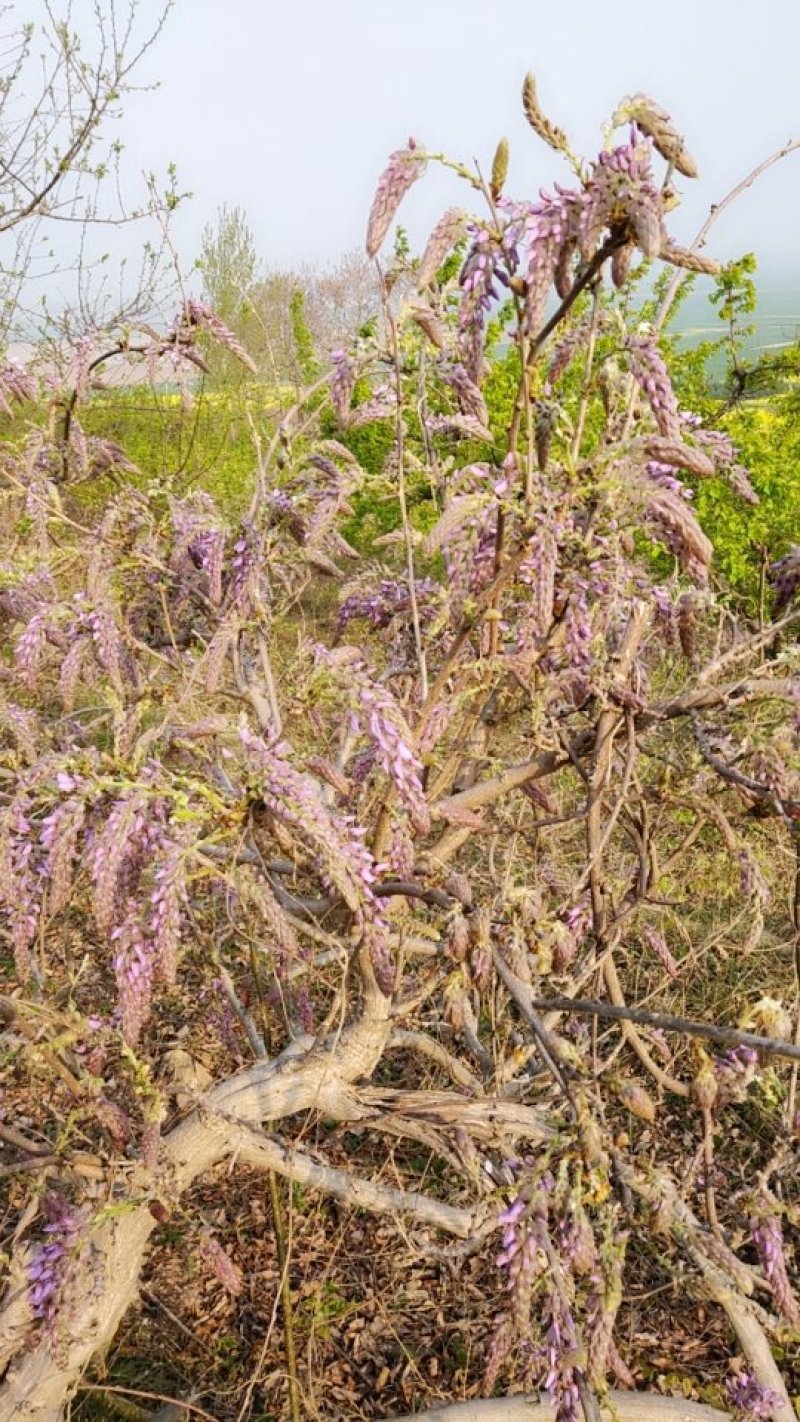 葛花