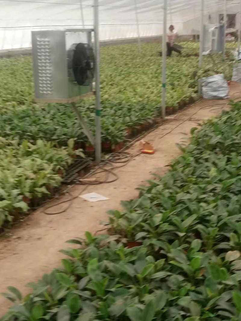 花棚暖风机，温室暖风机，养殖暖风机