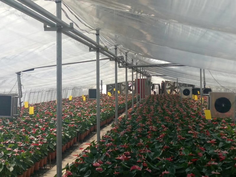 花棚暖风机，温室暖风机，养殖暖风机