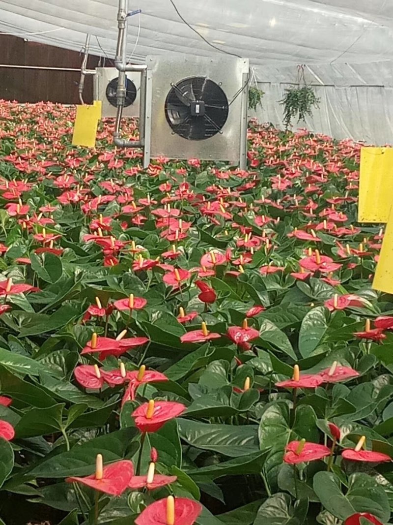 花棚暖风机，温室暖风机，养殖暖风机