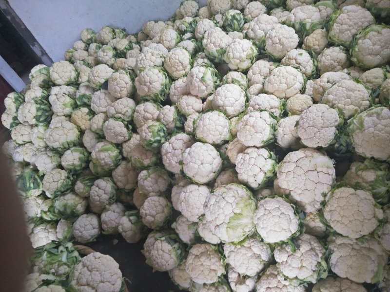 陕西汉中白花菜花，单个1~3斤紧花乳白叶小无根