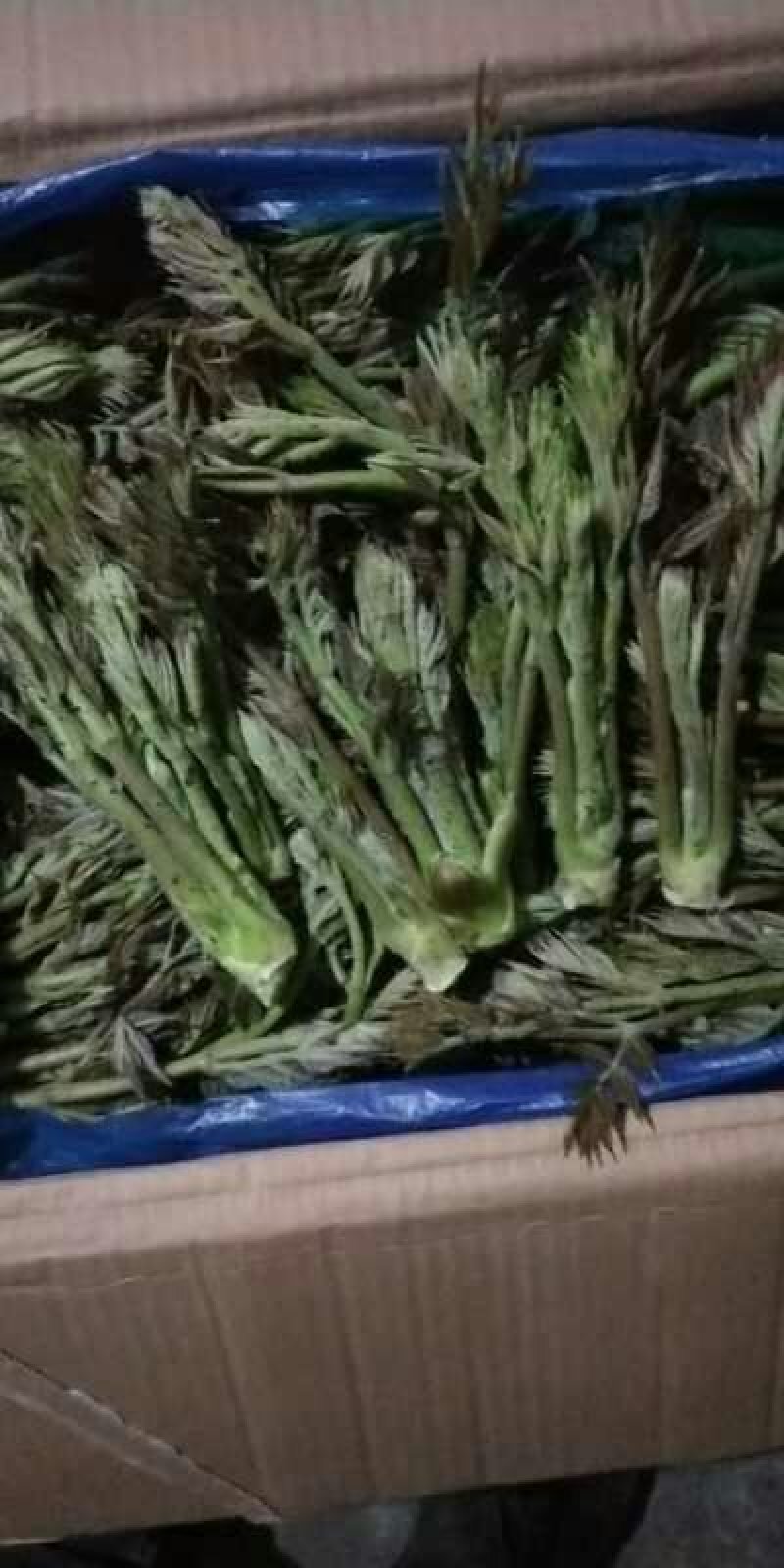 刺嫩芽批发黑龙江刺嫩芽