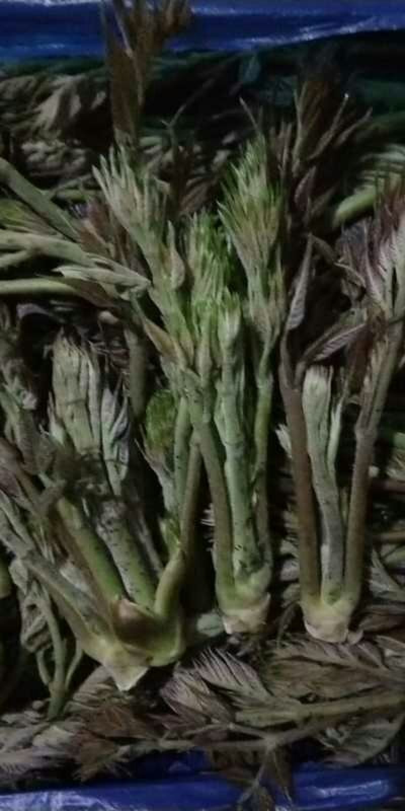 刺嫩芽批发黑龙江刺嫩芽