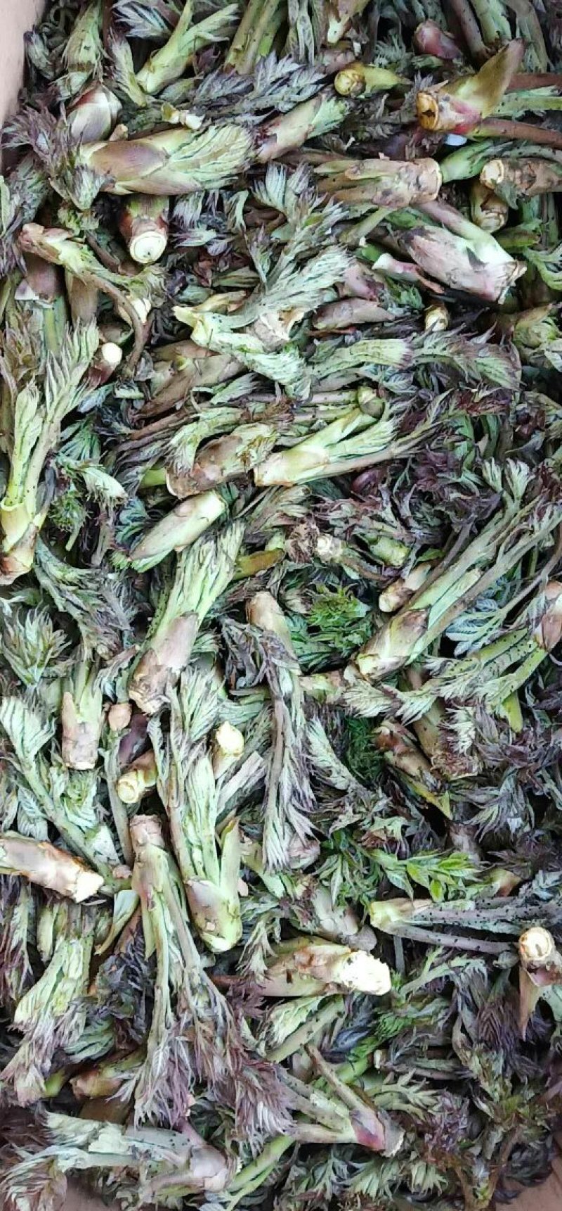 刺嫩芽批发黑龙江刺嫩芽