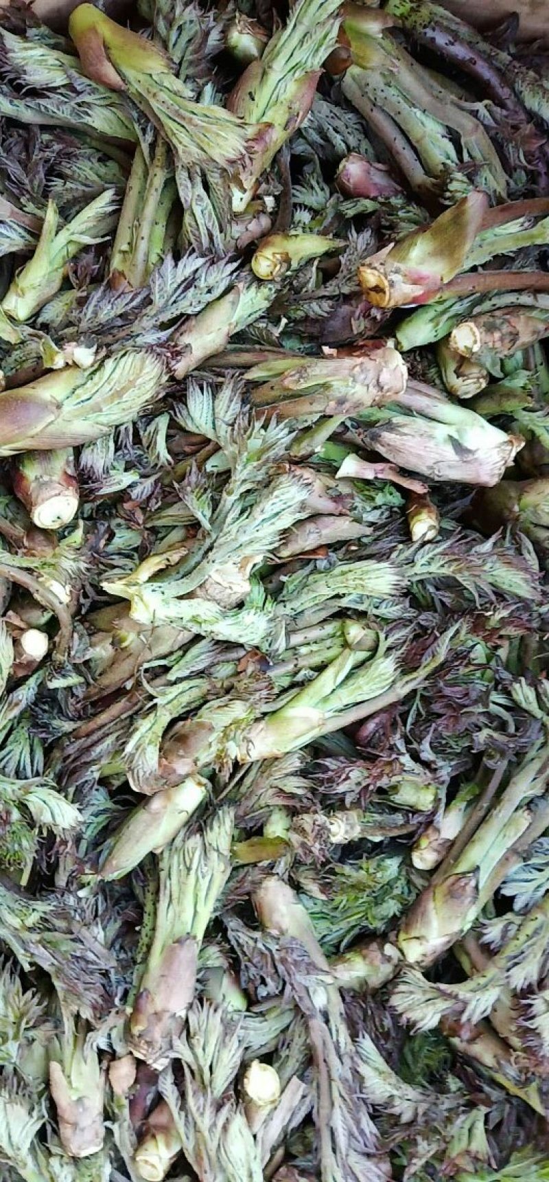 刺嫩芽批发黑龙江刺嫩芽